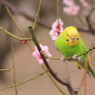 Spring_0026