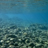 AQUA 6