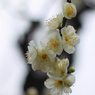 Spring_0016