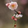 Spring_0013