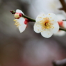 Spring_0007