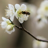 Spring_0003