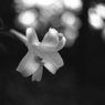 「8/14 In a rain」 (film:HR20)