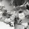 「花 monochrome」 (film:HR20)