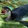 カリカリペンギン