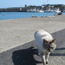 釣り場にいたおねだり猫