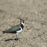 田鳧