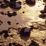 黄金に染まる川