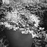 「plants」 (film:HR20)