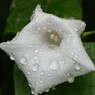 雨に濡れて