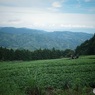 クロスカブで山に