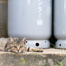 なんだニャ？