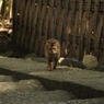 バイツァダスト