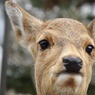 ハンサム