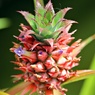 パイナップルの花