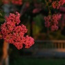 写真句：夕暮れの花