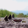 キベリタテハの集団吸水