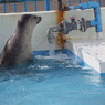稚内市立ノシャップ寒流水族館