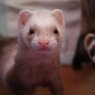 ここ、こえるの？こばると、うらん