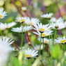 さわやかな花畑
