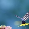 お花でバンザイ