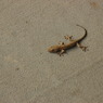 DSC_10044 (19)