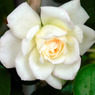薔薇便り
