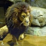 百獣の王来る