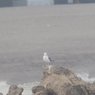 大磯のウミネコ
