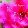 庭の薔薇(露フォト）