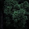 森