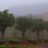 朝霧の風景