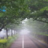 朝霧の風景