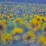 9月になれば