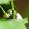 シロオビアゲハの幼虫 3齢幼虫