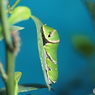 シロオビアゲハの終齢幼虫