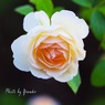 庭の薔薇（ウイリアムモーリス）