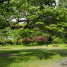 ツツジと木陰