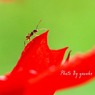 庭の花(サルビアとアリ）