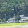 工事現場のアオサギ