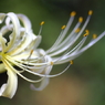 白華
