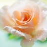 庭の薔薇（マチルダ）