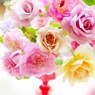 庭の薔薇
