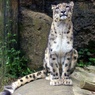 わんこの様なヒョウ