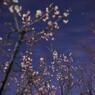 Plum blossoms at night☆