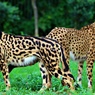 キングチーター✕チーター
