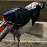 かぶき者伊達男な鳥