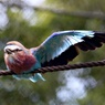 パステルカラーな鳥