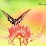 曼珠沙華と蝶