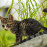 子猫